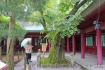 笠間稲荷神社 御神木の胡桃の木の様子