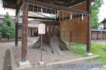 須賀神社 御神木の樅（もみ）の木の様子