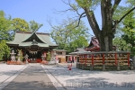 上野国総社神社 拝殿と御神木の欅の様子