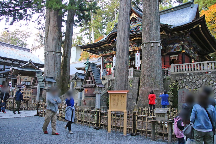 三峯神社 拝殿前の左右御神木大杉の様子（その1）